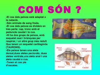 COM SÓN ?
-El cos dels peixos està adaptat a
la natació.
-Són animals de sang freda.
-El cos dels peixos es divideix en
tres parts: cap, tronc amb el
peduncle caudal i la cua.
-Hi ha dos grups de peixos, amb
esquelet ossi i brànquies per
respirar, i un altre grup més reduït
Que tenen un esquelet cartilaginós
(TAURONS).
-Els peixos tenen:una aleta
dorsal,dues aletes pectorals, dues
aletes ventrals,una aleta anal i una
aleta caudal o cua.
-Tenen el cos ple
d’escates.
 