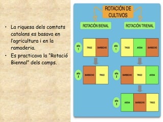 La riquesa dels comtats catalans es basava en l’agricultura i en la ramaderia. Es practicava la “Rotació Biennal” dels camps. 