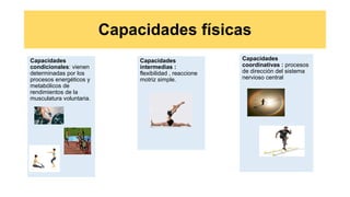 Capacidades físicas
Capacidades
condicionales: vienen
determinadas por los
procesos energéticos y
metabólicos de
rendimientos de la
musculatura voluntaria.
Capacidades
intermedias :
flexibilidad , reaccione
motriz simple.
Capacidades
coordinativas : procesos
de dirección del sistema
nervioso central
 
