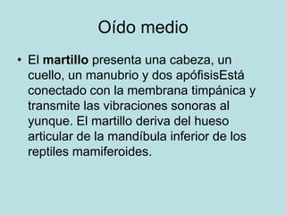 Oído medio
• El martillo presenta una cabeza, un
  cuello, un manubrio y dos apófisisEstá
  conectado con la membrana timpánica y
  transmite las vibraciones sonoras al
  yunque. El martillo deriva del hueso
  articular de la mandíbula inferior de los
  reptiles mamiferoides.
 