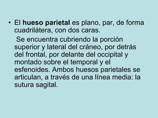 • El hueso parietal es plano, par, de forma
  cuadrilátera, con dos caras.
   Se encuentra cubriendo la porción
  superior y lateral del cráneo, por detrás
  del frontal, por delante del occipital y
  montado sobre el temporal y el
  esfenoides. Ambos huesos parietales se
  articulan, a través de una línea media: la
  sutura sagital.
 
