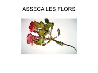 ASSECA LES FLORS