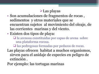 Las playas
• Son acumulaciones de fragmentos de rocas ,
  sedimentos y otros materiales que se
  encuentran sujetos al movimiento del oleaje, de
  las corrientes marinas y del viento.
• Existen dos tipos de playa:
    la arenosa constituidas por capas de arena sobre
    una plataforma rocosa.
    las pedregosas formadas por pedazos de rocas.
Las playas ofrecen habitat a muchos organismos,
 sirven para el anidaje de especies en peligro de
 extinción .
Por ejemplo: las tortugas marinas
 