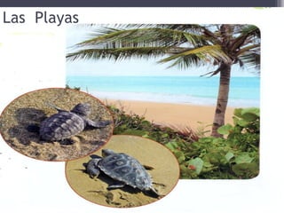 Las Playas
 