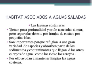 HABITAT ASOCIADOS A AGUAS SALADAS
               Las lagunas costaneras
• Tienen poca profundidad y están asociadas al mar,
  pero separadas de este por franjas de costa o por
  pequeñas islas.
• Son importantes porque refugian a una gran
  variedad de especies y absorben parte de los
  sedimentos y contaminantes que llegan d los otros
  cuerpos de agua , como los ríos o los arroyos .
• Por ello ayudan a mantener limpias las aguas
  costeras.
 