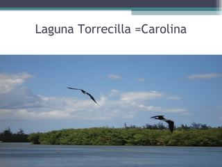 Laguna Torrecilla =Carolina
 