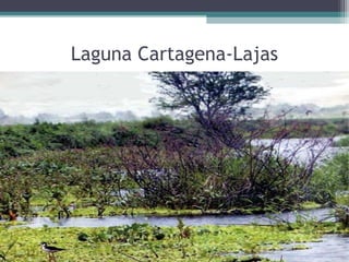 Laguna Cartagena-Lajas
 