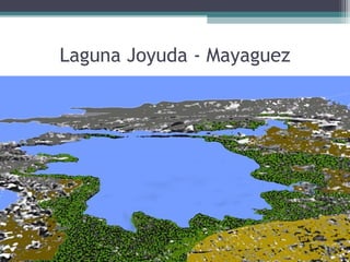 Laguna Joyuda - Mayaguez
 
