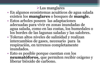 Los manglares
•   En algunos ecosistemas acuáticos de agua salada
    existen los manglares o bosques de mangle.
•   Estos arboles poseen las adaptaciones
    adecuadas para vivir en zonas inundadas de
    agua salada, como en las costas, los humedales o
    los bordes de las lagunas saladas y las salobres.
•   Toleran altos niveles de salinidad y realizan
    intercambios de gases, necesario para la
    respiración, en terrenos completamente
    inundados.
•   Esto es posible porque cuentan con los
    neumatóforos, que permiten recibir oxigeno y
    liberar bióxido de carbono.
 