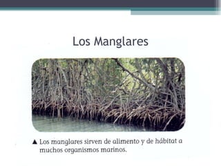 Los Manglares
 
