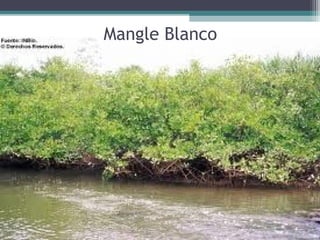 Mangle Blanco
 