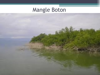 Mangle Boton
 