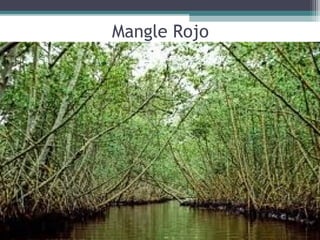 Mangle Rojo
 