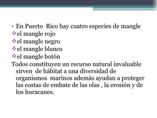 • En Puerto Rico hay cuatro especies de mangle
el mangle rojo
el mangle negro
el mangle blanco
el mangle botón
Todos constituyen un recurso natural invaluable
  sirven de hábitat a una diversidad de
  organismos marinos además ayudan a proteger
  las costas de embate de las olas , la erosión y de
  los huracanes.
 