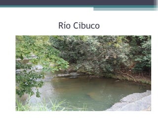 Río Cibuco
 