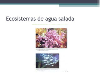 Ecosistemas de agua salada
 