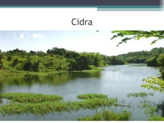 Cidra
 
