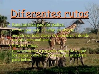 Diferentes rutas Ruta turística para los padres: - un ruta por todo el safari en abierto podrán ver toda clases de animales. I donde un guía personalizado. Para los niños: representación a pequeña escala de lo que los papas podrán ver o sector de guardería para bebes. 