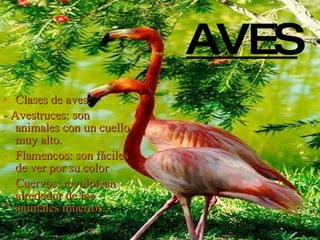 AVES Clases de aves: - Avestruces: son animales con un cuello muy alto. Flamencos: son fáciles de ver por su color Cuervos: revolotean alrededor de los animales muertos. 