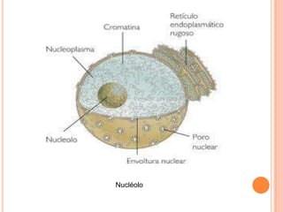 Nucléolo 