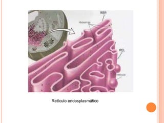 Retículo endosplasmático 