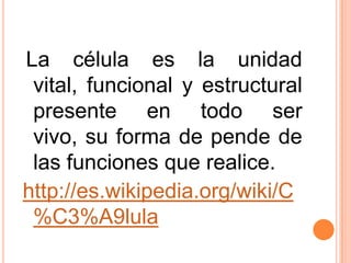 La célula es la unidad vital, funcional y estructural presente en todo ser vivo, su forma de pende de las funciones que realice. http://es.wikipedia.org/wiki/C%C3%A9lula