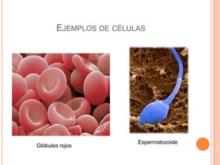 Ejemplos de célulasEspermatozoideGlóbulos rojos 
