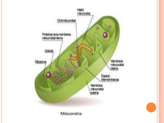 Mitocondria 
