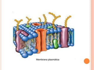 Membrana plasmática 