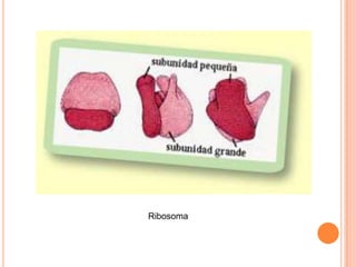 Ribosoma 