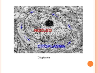 Citoplasma
