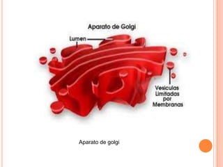 Aparato de golgi 