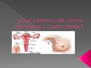 ¿Qué sabemos del cáncer de mamas y cuello uterino? 