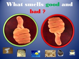 What smells good and
      bad ?
 