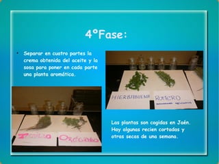 4ºFase: Separar en cuatro partes la crema obtenida del aceite y la sosa para poner en cada parte una planta aromática. Las plantas son cogidas en Jaén. Hay algunas recien cortadas y otras secas de una semana. 