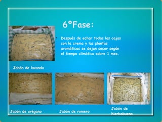 6ºFase: Después de echar todas las cajas con la crema y las plantas aromáticas se dejan secar según el tiempo climático sobre 1 mes. Jabón de lavanda Jabón de orégano Jabón de romero Jabón de hierbabuena 