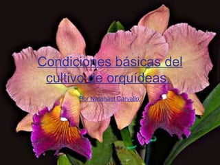 Condiciones básicas del cultivo de orquídeas.   Por Natanael Carvallo. 