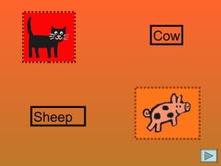 Cow Sheep 