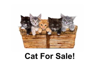 Cat For Sale! 