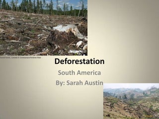 Deforestation South America By: Sarah Austin 