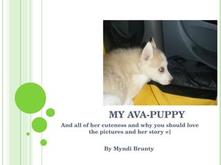 MY AVA-PUPPY And all of her cuteness and why you should love the pictures and her story =] By Myndi Brunty  