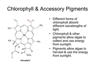 Chlorophyll & Accessory Pigments Different forms of chlorophyll absorb different wavelengths of light. Chlorophyll & other pigments allow algae to collect and use energy from sunlight. Pigments allow algae to harvest & use the energy from sunlight. 