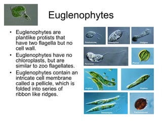 Euglenophytes Euglenophytes are plantlike protists that have two flagella but no cell wall. Euglenophytes have no chloroplasts, but are similar to zoo flagellates. Euglenophytes contain an intricate cell membrane called a pellicle, which is folded into series of ribbon like ridges. 