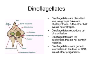 Dinoflagellates Dinoflagellates are classified into two groups have are photosynthetic, & the other half live as heterotrophs. Dinoflagellates reproduce by binary fission Dinoflagellates are the eukaryotes that do not contain histones. Dinoflagellates store genetic information in the form of DNA like all other oraganisms. 