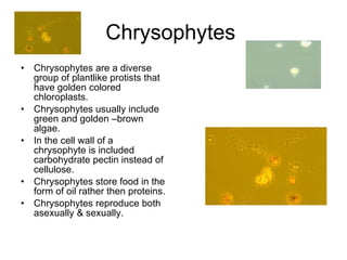 Chrysophytes  Chrysophytes are a diverse group of plantlike protists that have golden colored chloroplasts. Chrysophytes usually include green and golden –brown algae. In the cell wall of a chrysophyte is included carbohydrate pectin instead of cellulose. Chrysophytes store food in the form of oil rather then proteins.  Chrysophytes reproduce both asexually & sexually. 