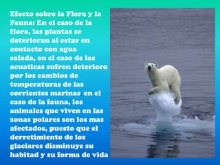 Efecto sobre la Flora y la Fauna: En el caso de la flora, las plantas se deterioran al estar en contacto con agua salada, en el caso de las acuaticas sufren deterioro por los cambios de temperaturas de las corrientes marinas, en el caso de la fauna, los animales que viven en las zonas polares son los mas afectados, puesto que el derretimiento de los glaciares disminuye su habitad y su forma de vida