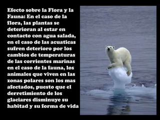 Efecto sobre la Flora y la Fauna: En el caso de la flora, las plantas se deterioran al estar en contacto con agua salada, en el caso de las acuaticas sufren deterioro por los cambios de temperaturas de las corrientes marinas, en el caso de la fauna, los animales que viven en las zonas polares son los mas afectados, puesto que el derretimiento de los glaciares disminuye su habitad y su forma de vida