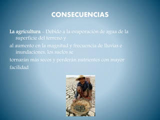 CONSECUENCIAS
La agricultura - Debido a la evaporación de agua de la
superficie del terreno y
al aumento en la magnitud y frecuencia de lluvias e
inundaciones, los suelos se
tornarán más secos y perderán nutrientes con mayor
facilidad
 