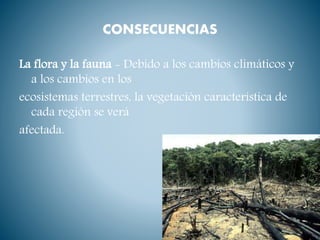 CONSECUENCIAS
La flora y la fauna - Debido a los cambios climáticos y
a los cambios en los
ecosistemas terrestres, la vegetación característica de
cada región se verá
afectada.
 
