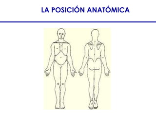 Estructuras anatómicas